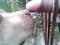 Long lick Gaybeast - Beastiality with Man