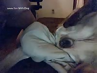 Losing my load beastboy138 german shepherd pussycum