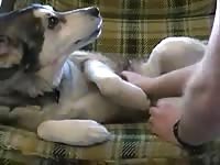 Malamute anal fuck 1 Gaybeast.com - Bestiality Porn video with man