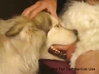 Malamute muzzlefuck 1 Gaybeast.com - Animal Porn Man