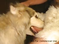 Malamuzzle Gaybeast.com - Man fucks animal
