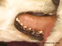 Malamuzzle