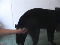 Male dog anal 5 Gaybeast - Bestiality Sex video with man