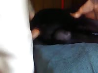 Male dog ass fucked Gaybeast.com - Animal Sex Man
