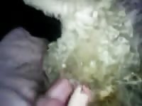 Male fucks sheep Gaybeast.com - Bestiality Sex video with man