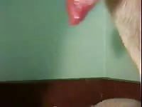 Male gsd cums into bowl Gaybeast - Bestiality Porn video with man
