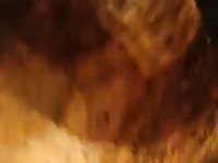 Male pit fuck Gaybeast - Zoophilia Man