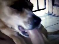 Mamadas Gaybeast.com - Zoophilia Man