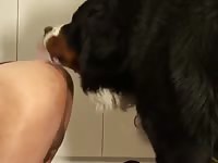 Man and bernese 3 Gaybeast.com - Beastiality with Dude