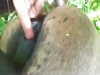 Man and brazilian mare 4 Gaybeast.com - Zoophilia Man