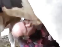 Man and bull Gaybeast.com - Man and animal Porn