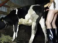Man and cow 1 Gaybeast.com - Animal Porn Man