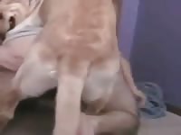 Man and male dog 4 Gaybeast.com - Beastiality Man