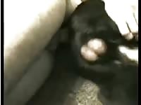 Man and male dog Gaybeast.com - Zoophilia Porn and Man