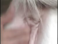 Man and mare 18 Gaybeast - Dude and animal Sex