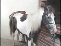 Man and mare 20 Gaybeast - Man fucks animal