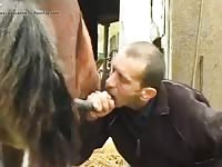 Man and pony stallion part 1 2 Gaybeast - Zoophilia Porn and Man