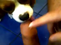 Man and puppy Gaybeast.com - Zoophilia Porn and Man