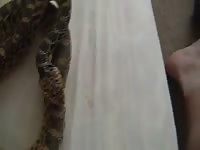 Man and snake 1 Gaybeast.com - Man and animal Sex