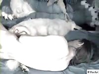 Man and white shepherd Gaybeast.com - Zoophilia Man