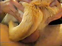 Man cums in female dog pussy Gaybeast - Zoophilia Man