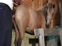 Man cums in mare Gaybeast.com - Beastiality with Dude