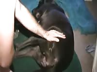 Man fuck big bitch pussy Gaybeast - Man and animal Sex