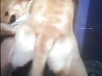Man fuck by dog Gaybeast - Zoophilia Man