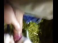 Man fuck calf 1 Gaybeast - Beastiality Man