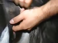 Man fuck cow Gaybeast.com - Zoophilia Sex and Man
