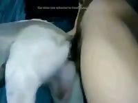 Man fuck dog 20 Gaybeast.com - Animal Porn Man