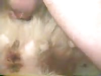 Man fuck dog pussy animal sex bestiality pthc Petlust