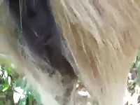 Man fuck donkey part 1 Gaybeast.com - Beastiality with Man