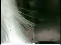Man fuck his white goat Gaybeast.com - Animal Porn Man