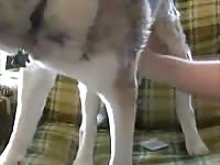 Man fuck husky Gaybeast.com - Zoophilia Man