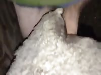 Man fuck sheep Gaybeast.com - Zoophilia Man