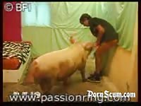 Man fucked by a boar pig men and animals Petlust