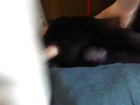 Man fucking black dog Gaybeast - Beastiality Man