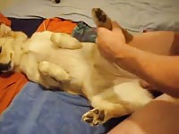 Man fucking god if toy Gaybeast.com - Beastiality with Dude
