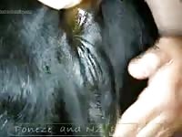 Man fucks black cow Gaybeast.com - Beastiality with Man