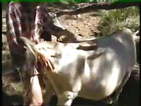 Man fucks cow Gaybeast.com - Dude fucks animal