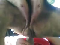 Man fucks dog Gaybeast.com - Zoophilia Sex and Man