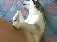 Man fucks dog sheath Gaybeast - Bestiality Porn video with man
