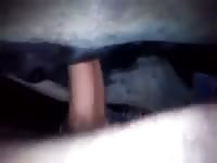 Man fucks donkey Gaybeast - Man and animal Porn