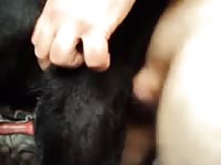Man fucks gay dog Gaybeast - Beastiality Man