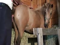 Man fucks mare videos de zoofilia Gaybeast - Dude fucks animal