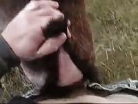 Man fucks tight goat pussy Gaybeast - Man fucks animal