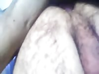 Man gettign knotted and gives dog a blow job Gaybeast.com - Man fucks animal