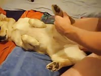 Man pounds female dog Gaybeast - Dude fucks animal
