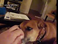 Man s penis licked off by female dog kniner69er dixie licks